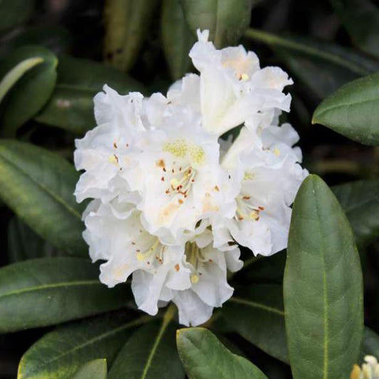 Tigerstedt Rhododendron (Rhododendron brachycarpum var. Tigerstedtii open-pollinated)