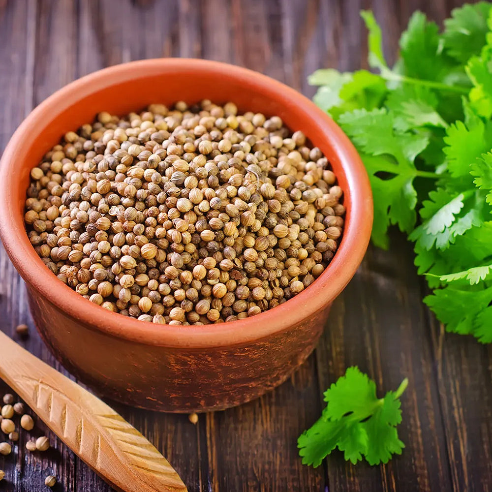 Chinese Parsley Cilantro Coriander Mexican Parsley (Coriandrum sativum)