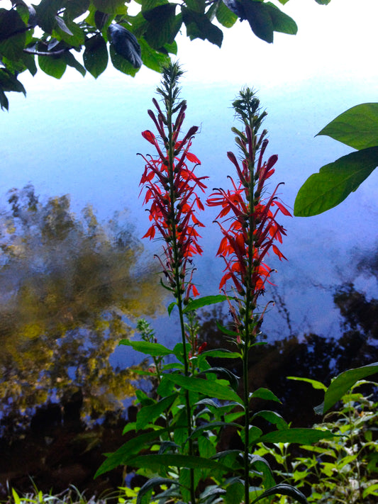 Cardinal Cardinalflower (Lobelia cardinalis)