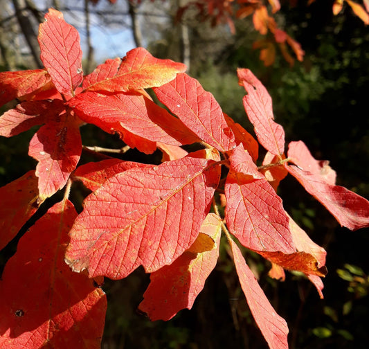 Nikko Maple (ACER maximowiczianum)