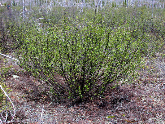 American Dwarf Birch Arctic Bog Resin Scrub Shrub Tundra Birch (Betula glandulosa)