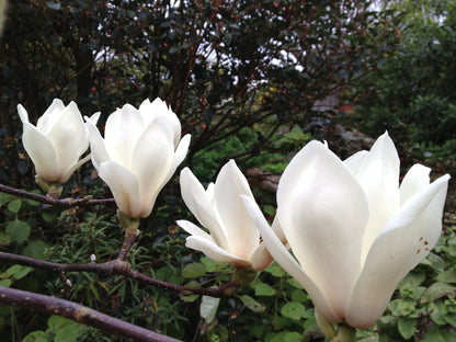 Lilytree, Yulan (Magnolia denudata)