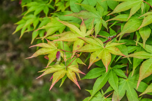 Omato Maple (Acer palmatum ssp. amoenum 'Omato' dry seed)