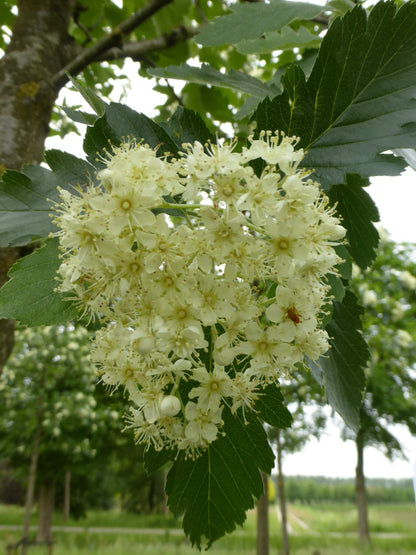 Swedish Ash (Sorbus intermedia)