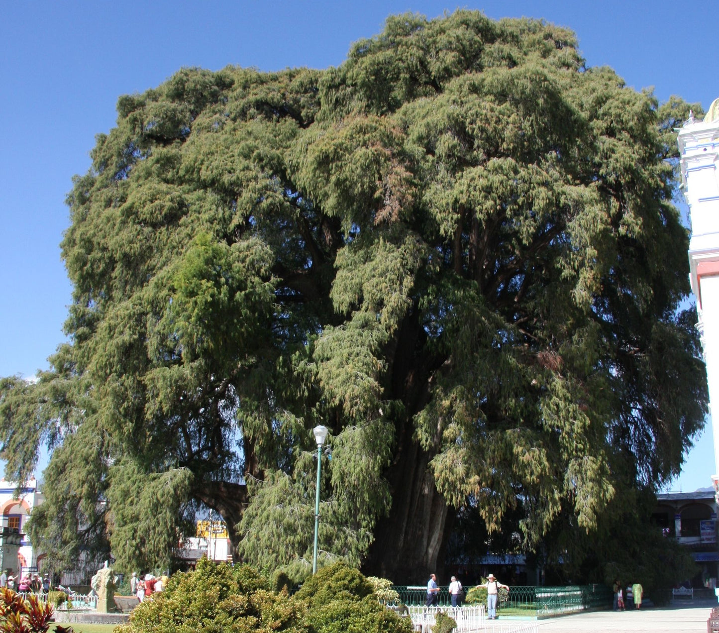 Ahuehuete Montezuma Baldcypress Cypress (Taxodium mucronatum)