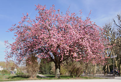 East Asian Cherry Hill Japflowering Flowering Oriental Cherry (Prunus serrulata)