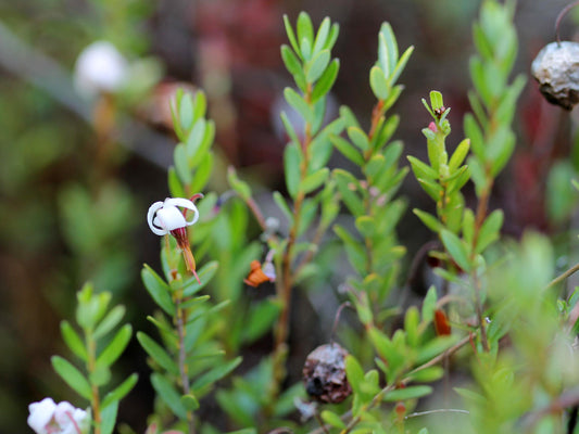 American Cranberry Cranberry (Vaccinium macrocarpon clean seed)