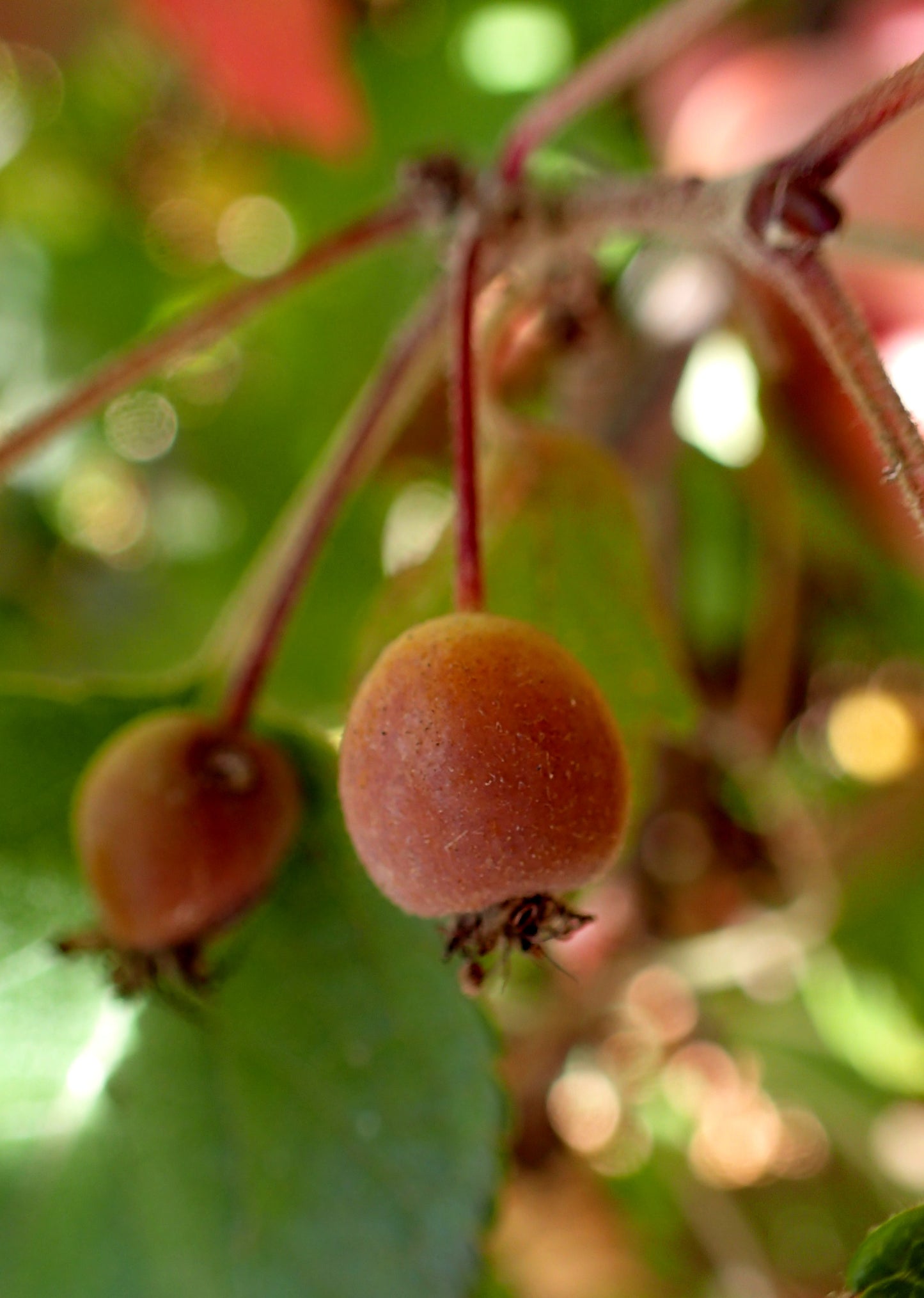 Oregon Apple (Malus fusca)