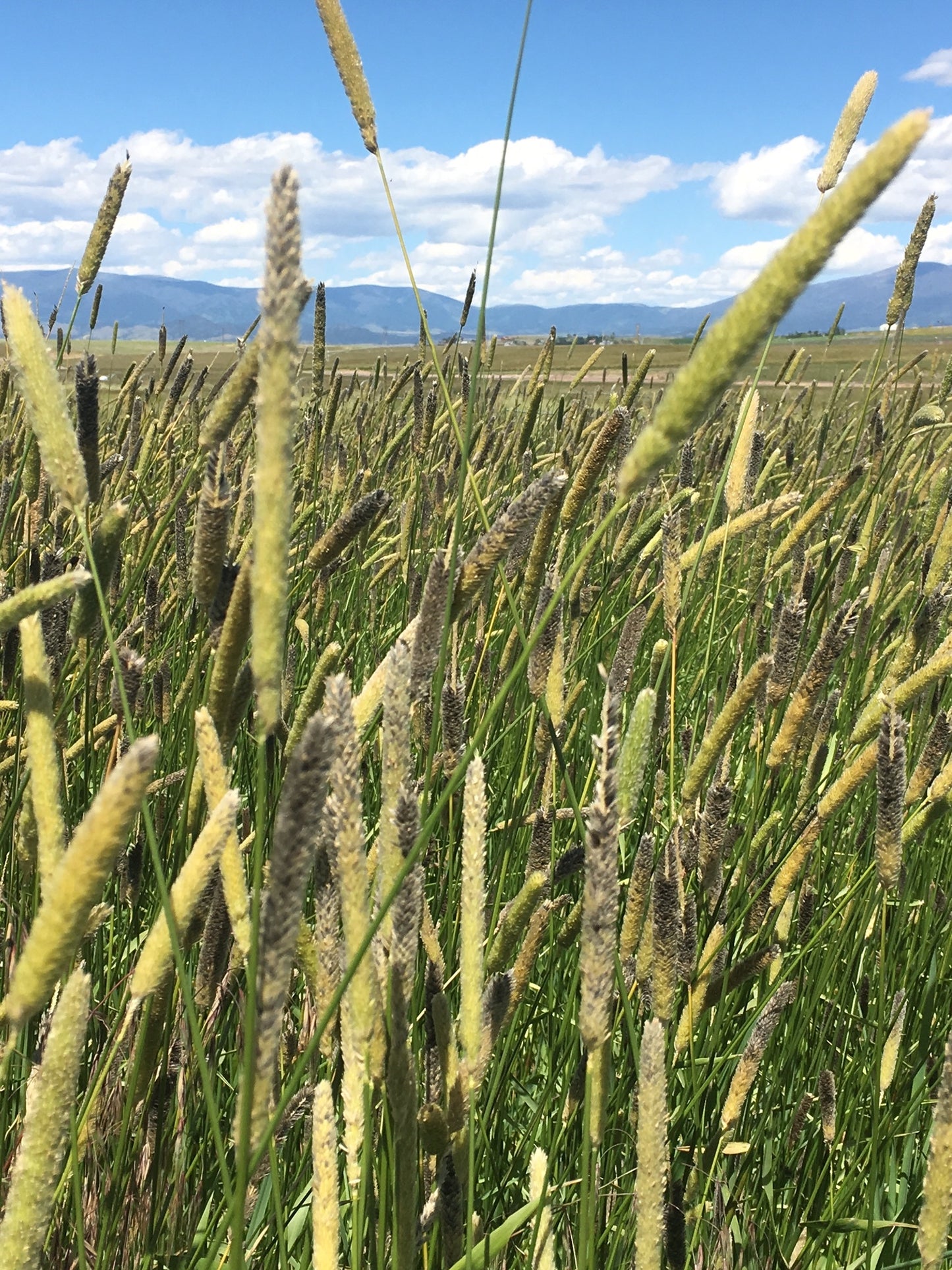 Creeping Meadow Foxtail (Alopecurus arundinaceus)