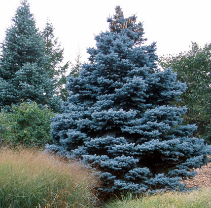 Blue Spruce (Picea pungens var. glauca CO San Juan)