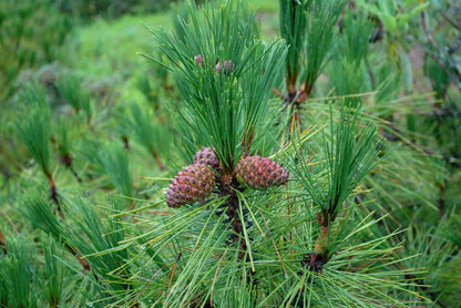 Yunnan Pine (Pinus yunnanensis)