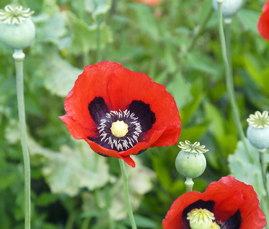 Opium Poppy (Papaver somniferum)