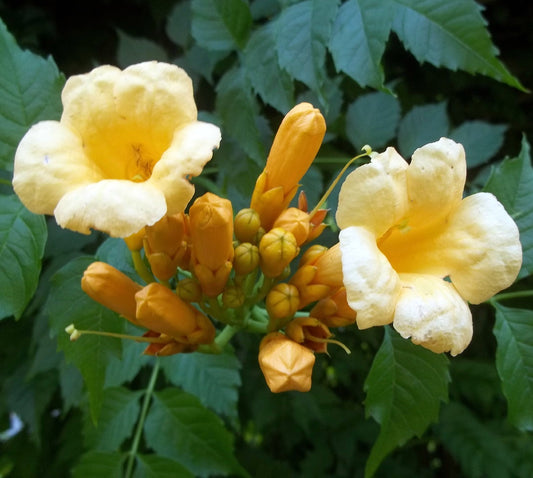 Yellow Trumpet Creeper (Campsis radicans 'Flava')