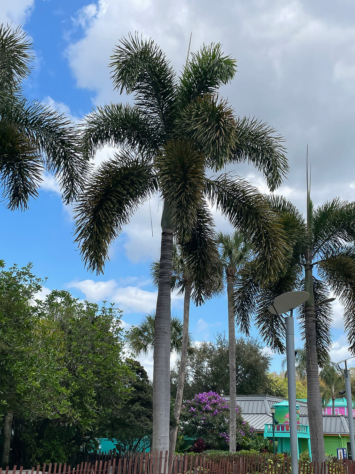 Foxtail Palm (Wodyetia bifurcata)