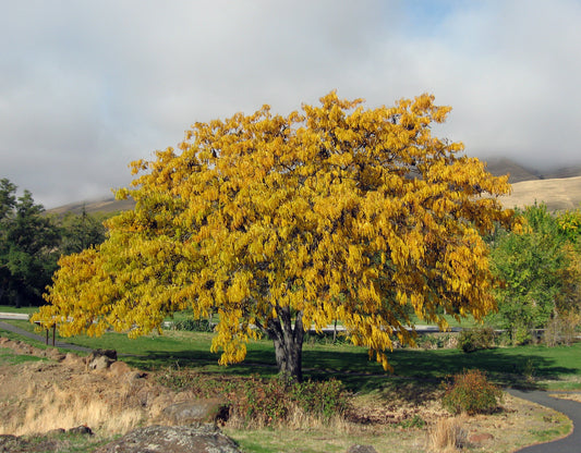 Honey Locust Honeylocust (Gleditsia triacanthos)