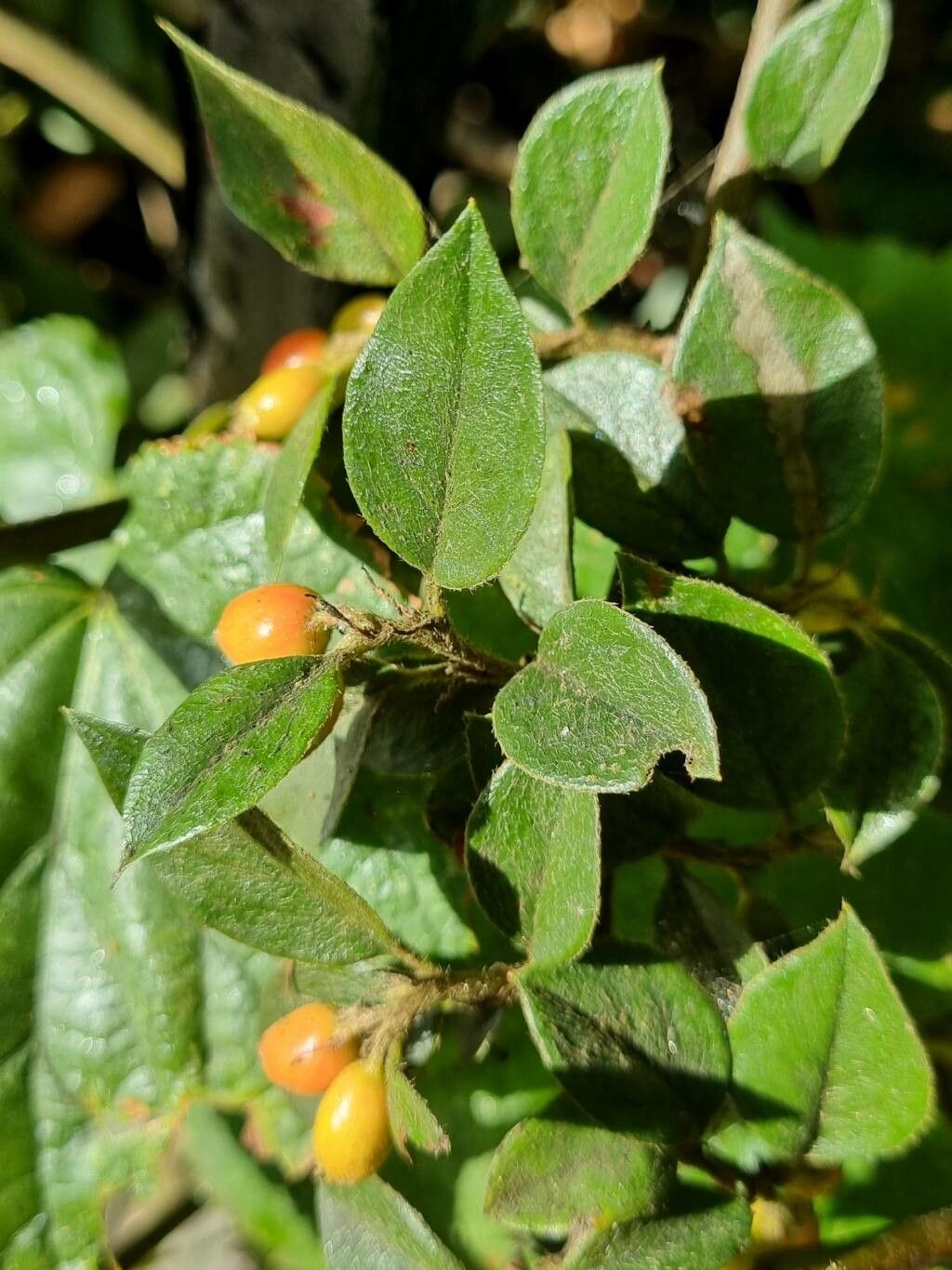 Himalayan Cotoneaster Simons Cotoneaster (Cotoneaster simonsii clean seed)