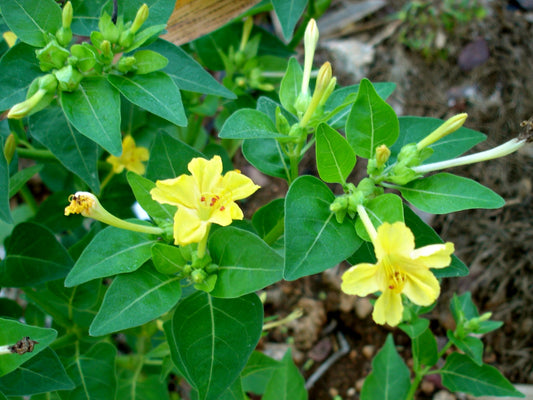 Four Oclocks Four Marvel Peru (Mirabilis jalapa)