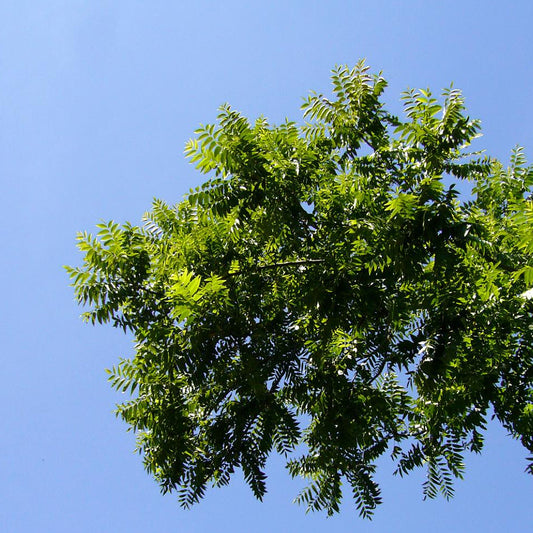 Claro Walnut Hinds Black Northern California Walnut (Juglans hindsii)