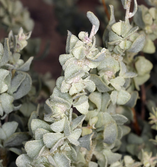 Shadscale Spiny Saltbush (Atriplex confertifolia)