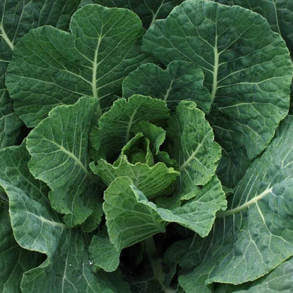 Vates Collards (Brassica oleracea 'Vates')