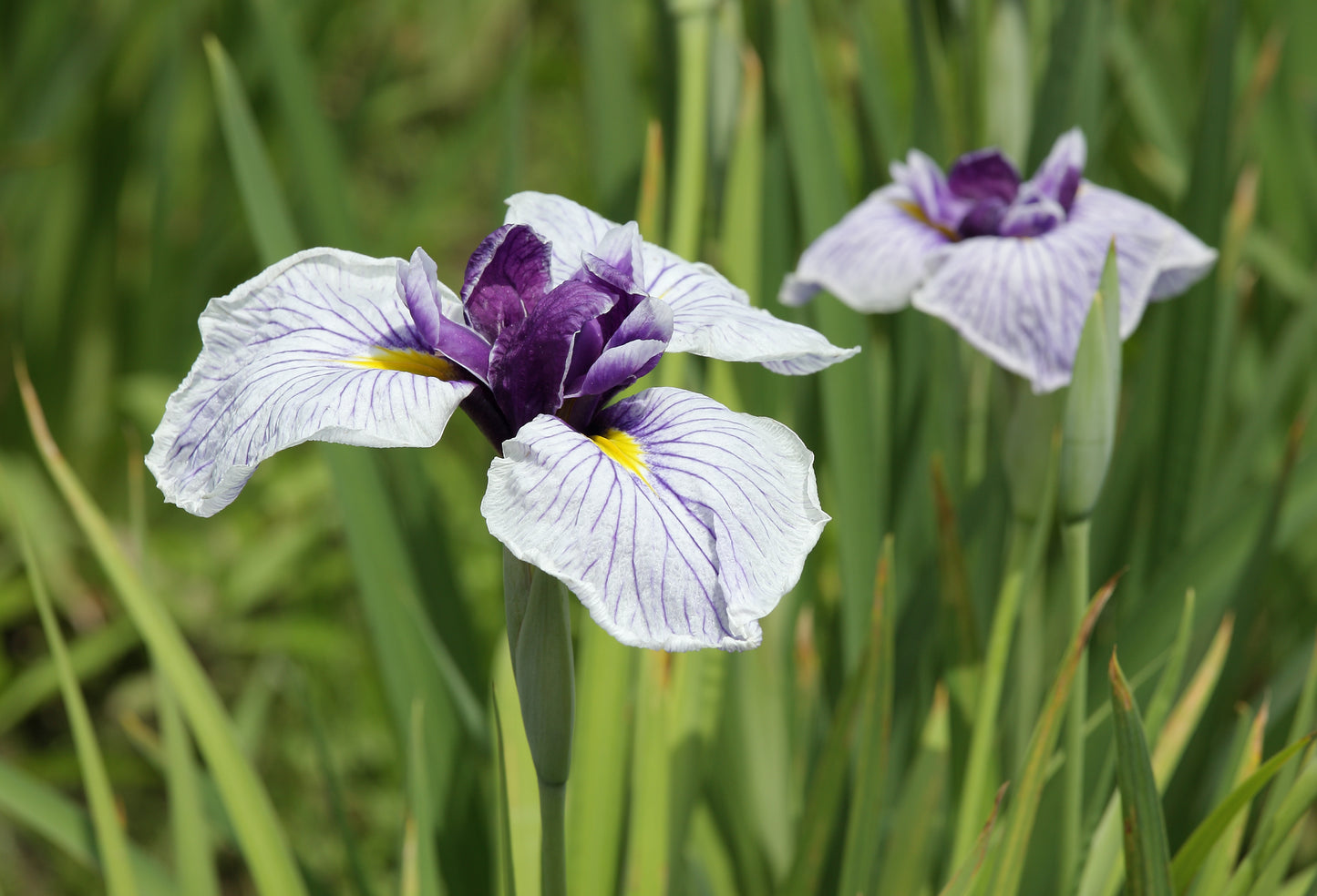 Ensata Iris Iris (Iris ensata)
