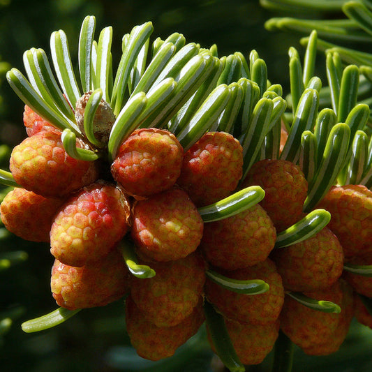 Trojan Fir (Abies nordmanniana ssp. equi-trojani)