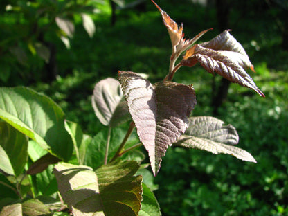 Oregon Apple (Malus fusca)