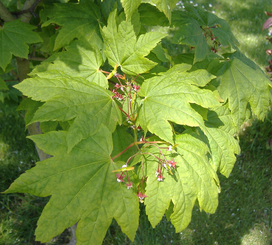 Vine Maple (Acer circinatum)