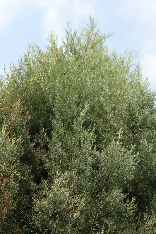 Piute Cypress (Hesperocyparis nevadensis)