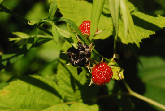 Allegheny Blackberry Blackberry (Rubus alleghaniensis)