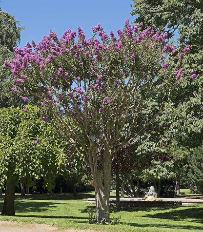 Crape Myrtle Crapemyrtle (Lagerstroemia indica)