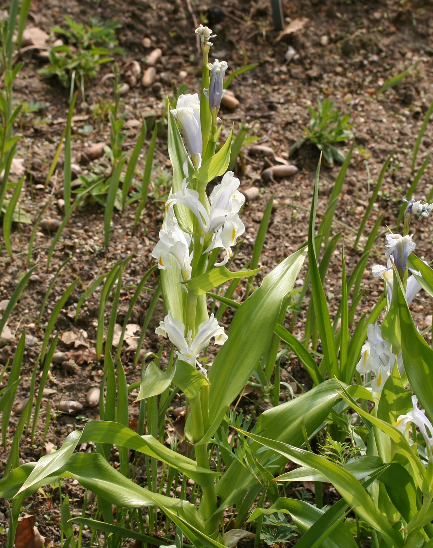Blue Juno Iris (Iris magnifica var. f. caerulea)