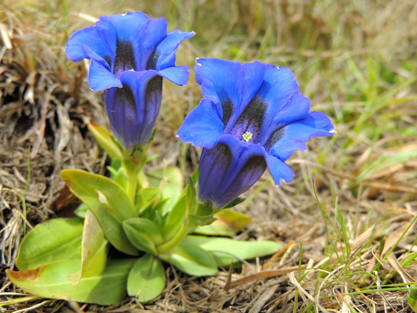 Gentian Stemless Gentian (Gentiana acaulis)