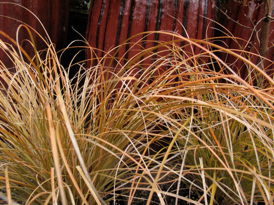 Orange Sedge Switch Speckled Sedge (Carex testacea)