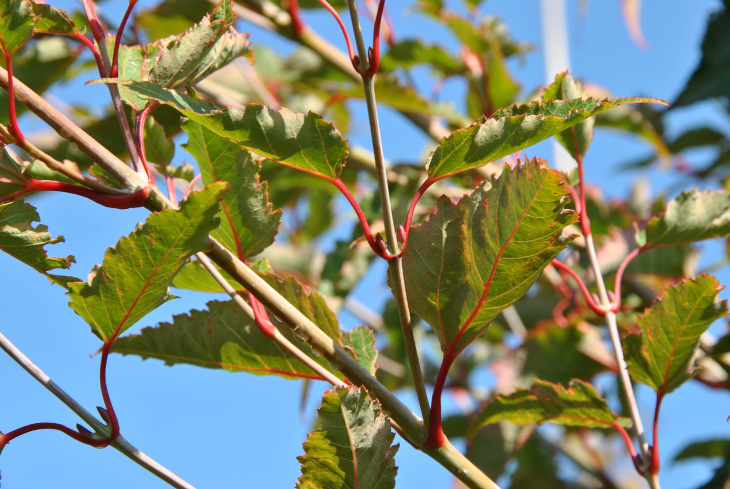 Snake-bark Maple (Acer capillipes)