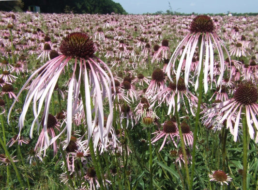 Pale Coneflower (Echinacea pallida)