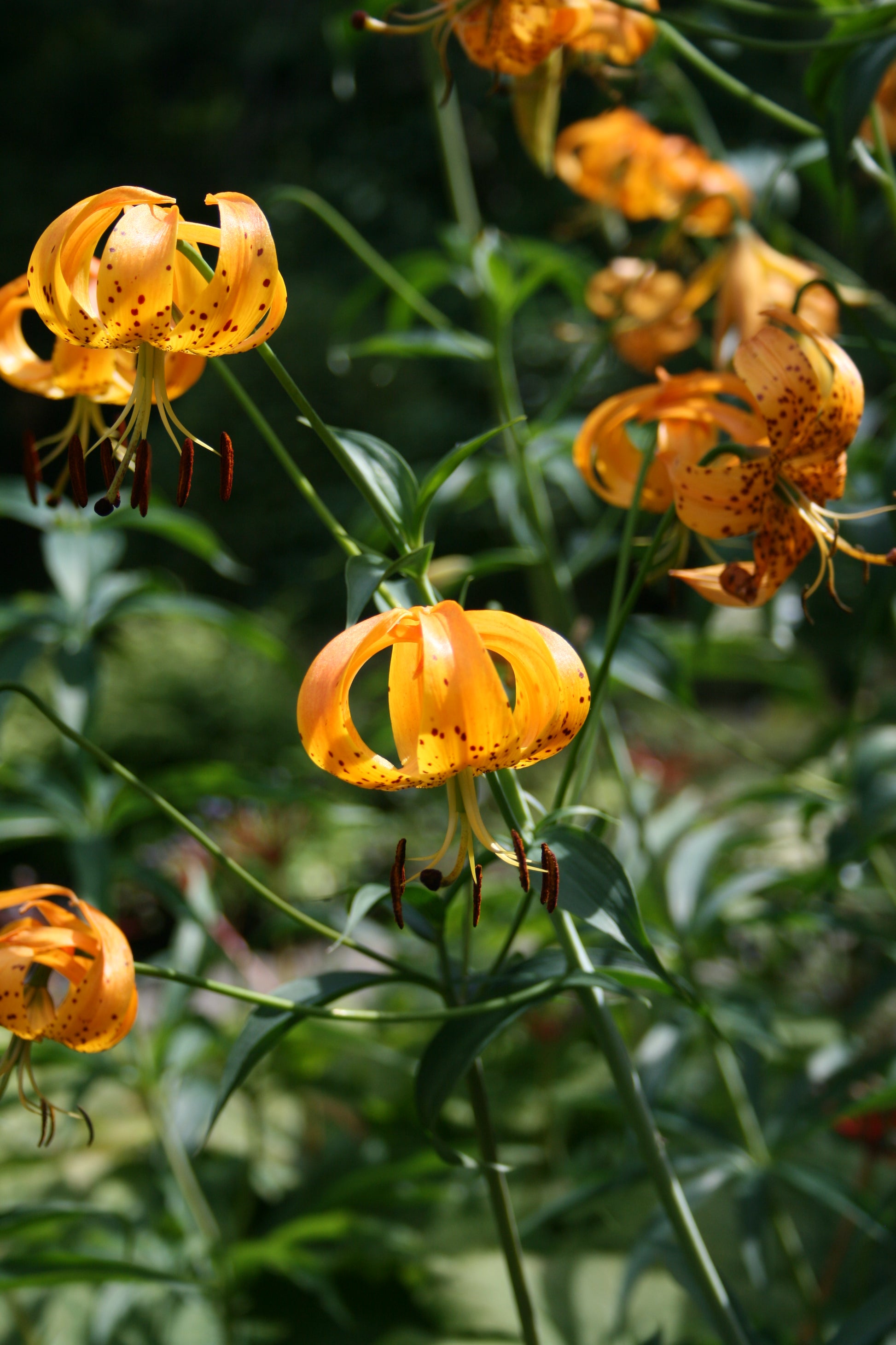 American Turks Cap Lily Swamp Turks-cap Turkscap Lily (Lilium superbum ...