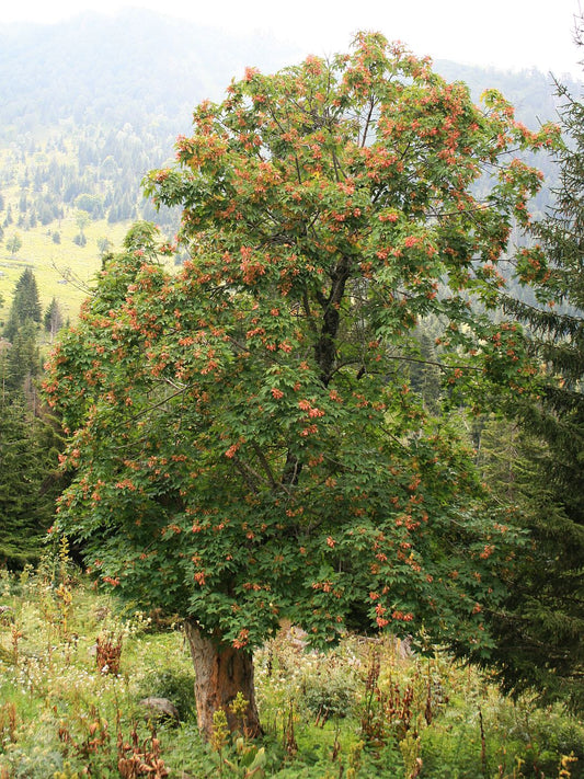 Red-bud Maple (ACER trautvetteri)