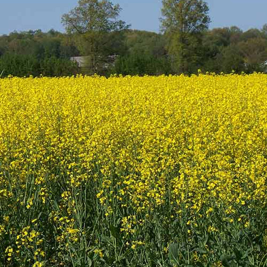 Bonar Forage Rape (Brassica napus 'Bonar')