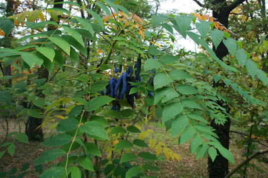 Blue Sausage Fruit Blue-bean Dead Mans Fingers (Decaisnea fargesii)