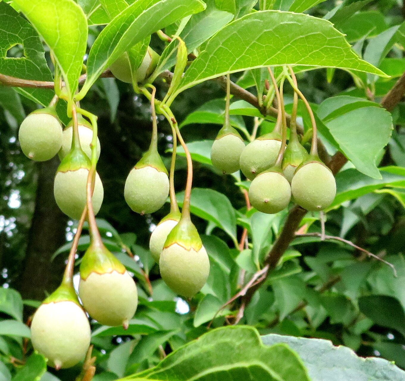 Japanese Snowbell (Styrax japonicus)