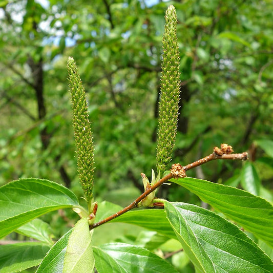 Schmidt Birch (Betula schmidtii)