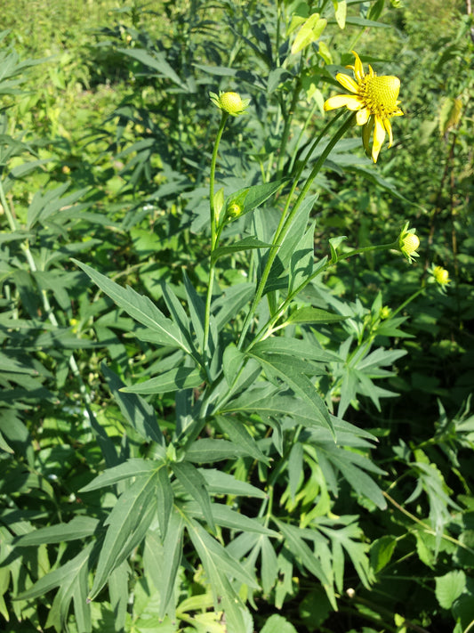Cutleaf Coneflower (Rudbeckia laciniata)