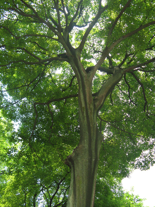 Chinese Hackberry Hackberry (Celtis sinensis)
