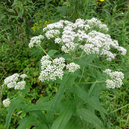 Common Boneset Thoroughwort (Eupatorium perfoliatum)