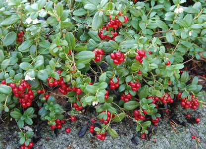 Cowberry Foxberry Lingonberry Cranberry Partridgeberry (Vaccinium vitis-idaea)