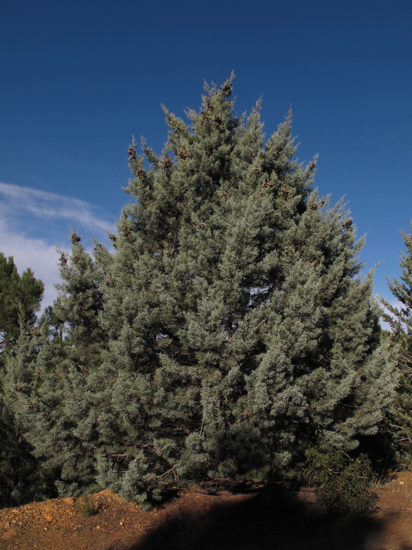 Arizona Cypress (Hesperocyparis arizonica)