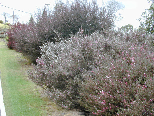 Broom Teatree Manuka Tree (Leptospermum scoparium)