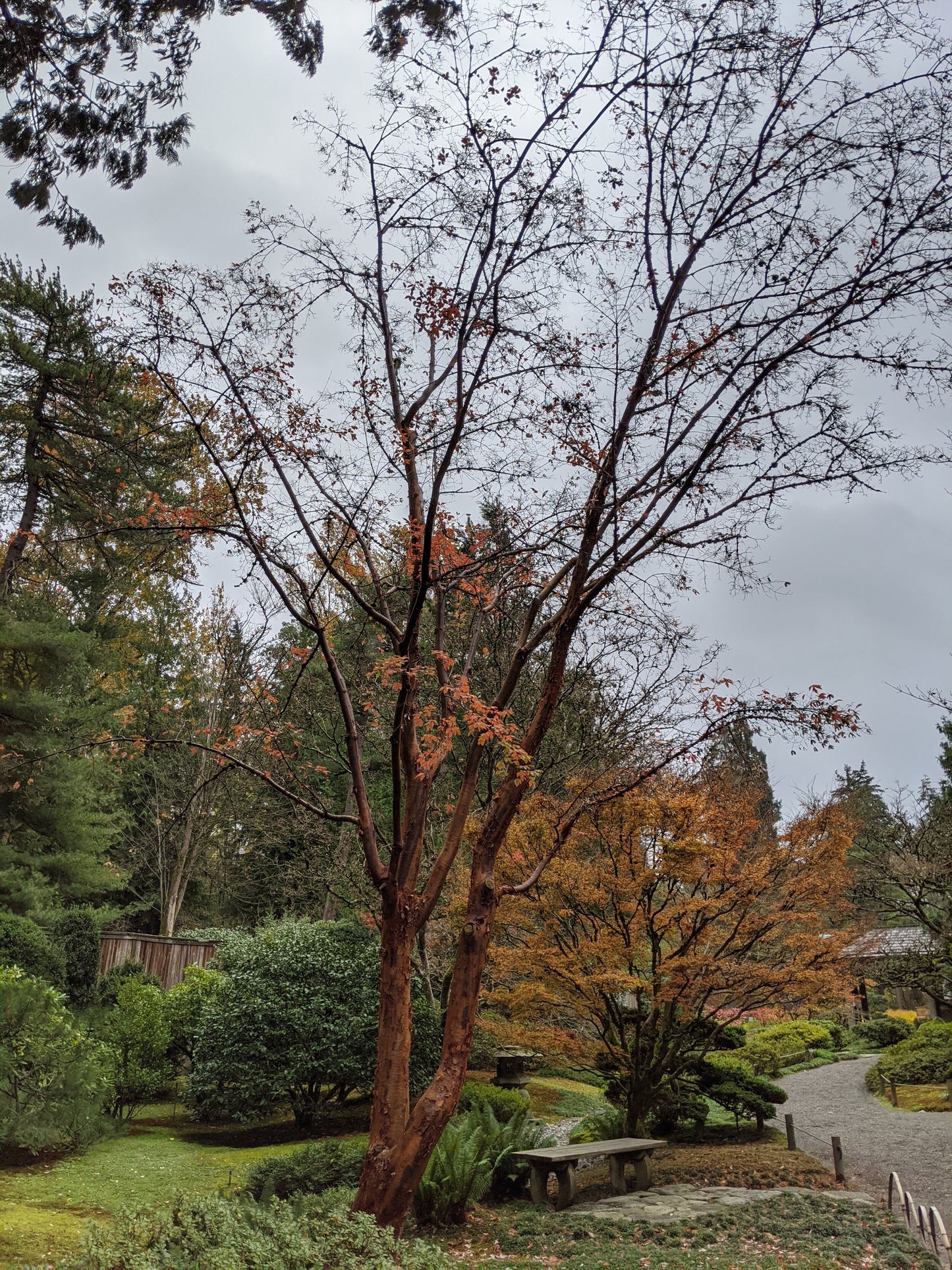 Paperbark Maple (Acer griseum dewinged)