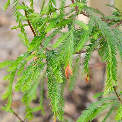 Bald Cypress (Taxodium distichum Southern)